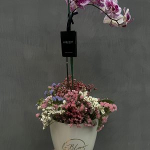 Orquídeas Maceta Sintética